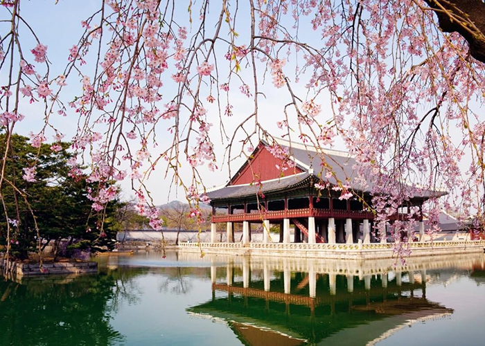 Du lịch Hàn Quốc mùa xuân – Ngắm hoa đỗ quyên rực rỡ sắc tím ở Gunpo