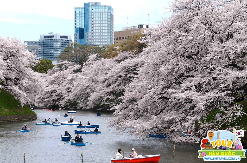 lễ hội hoa anh đào Seokchon